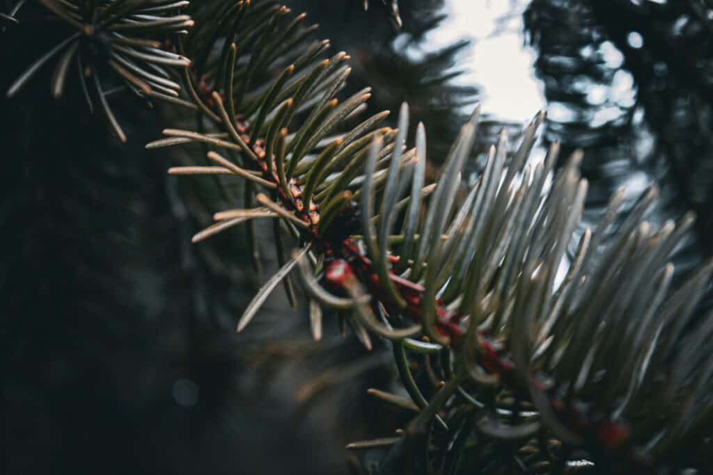Closeup of a pine tree