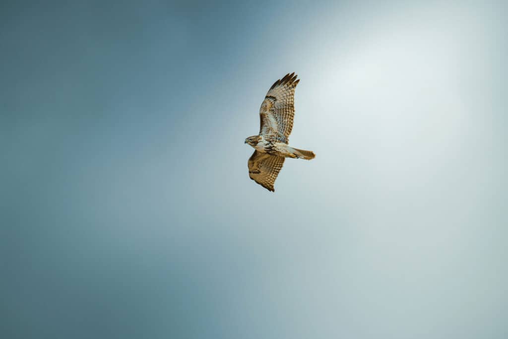 Eagle flying against a blue sky
